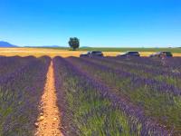 IM电竞官网-法国夺冠热情高涨，掀起热潮！的简单介绍